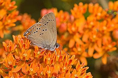 《吃豆人博物馆+》各平台发售日及最新宣传影片公开